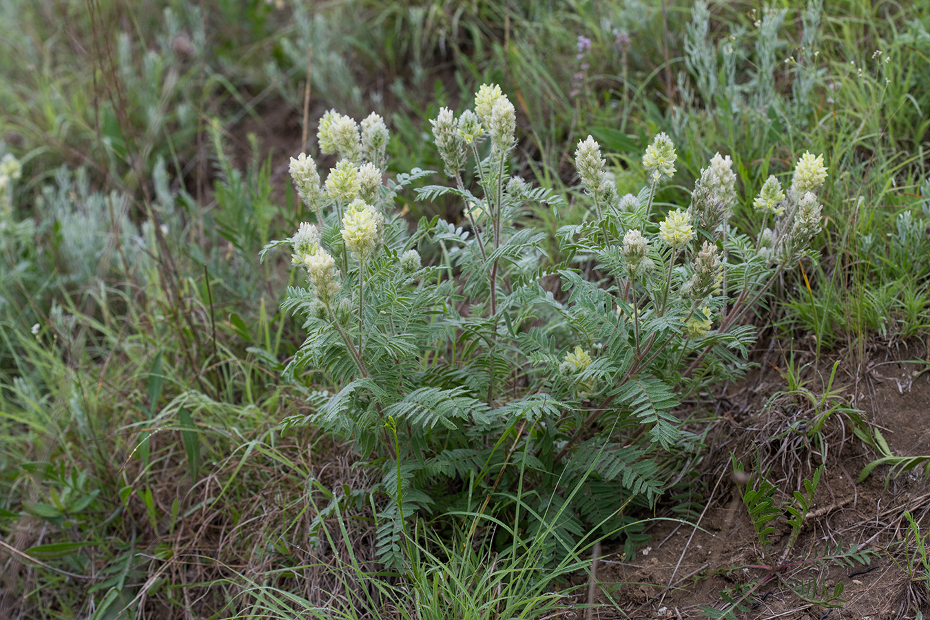 Изображение особи Oxytropis pilosa.