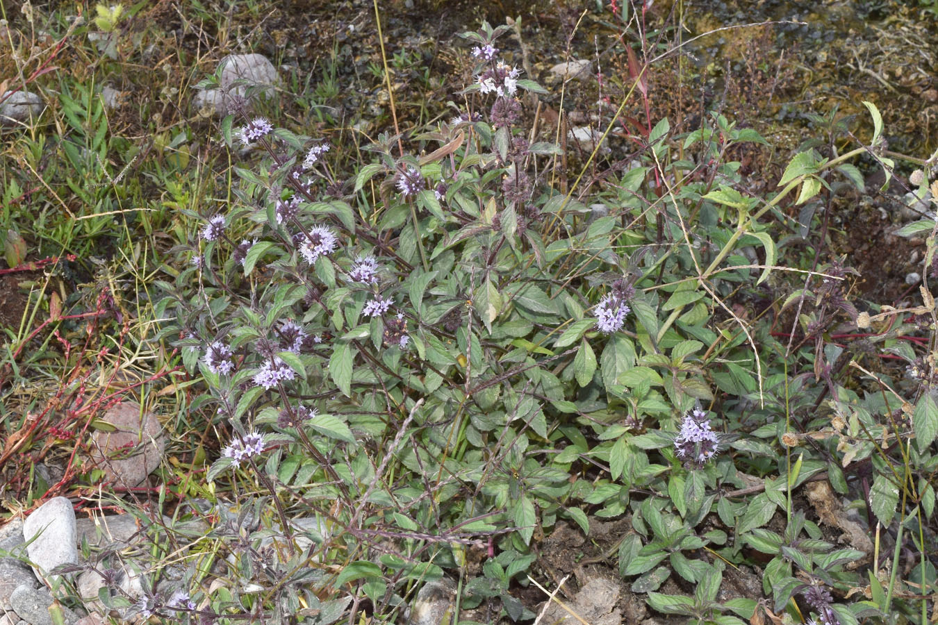 Изображение особи Mentha arvensis.