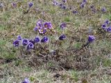 Pulsatilla turczaninovii