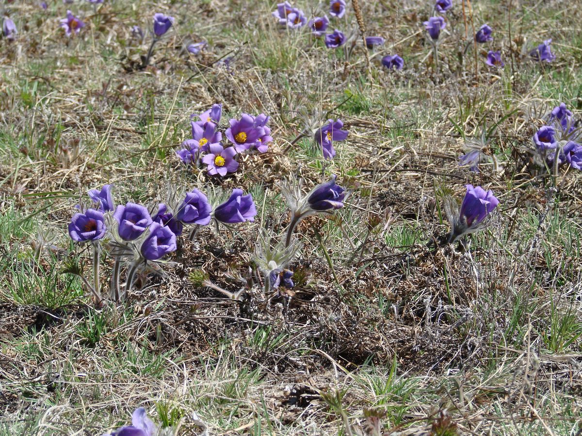 Изображение особи Pulsatilla turczaninovii.