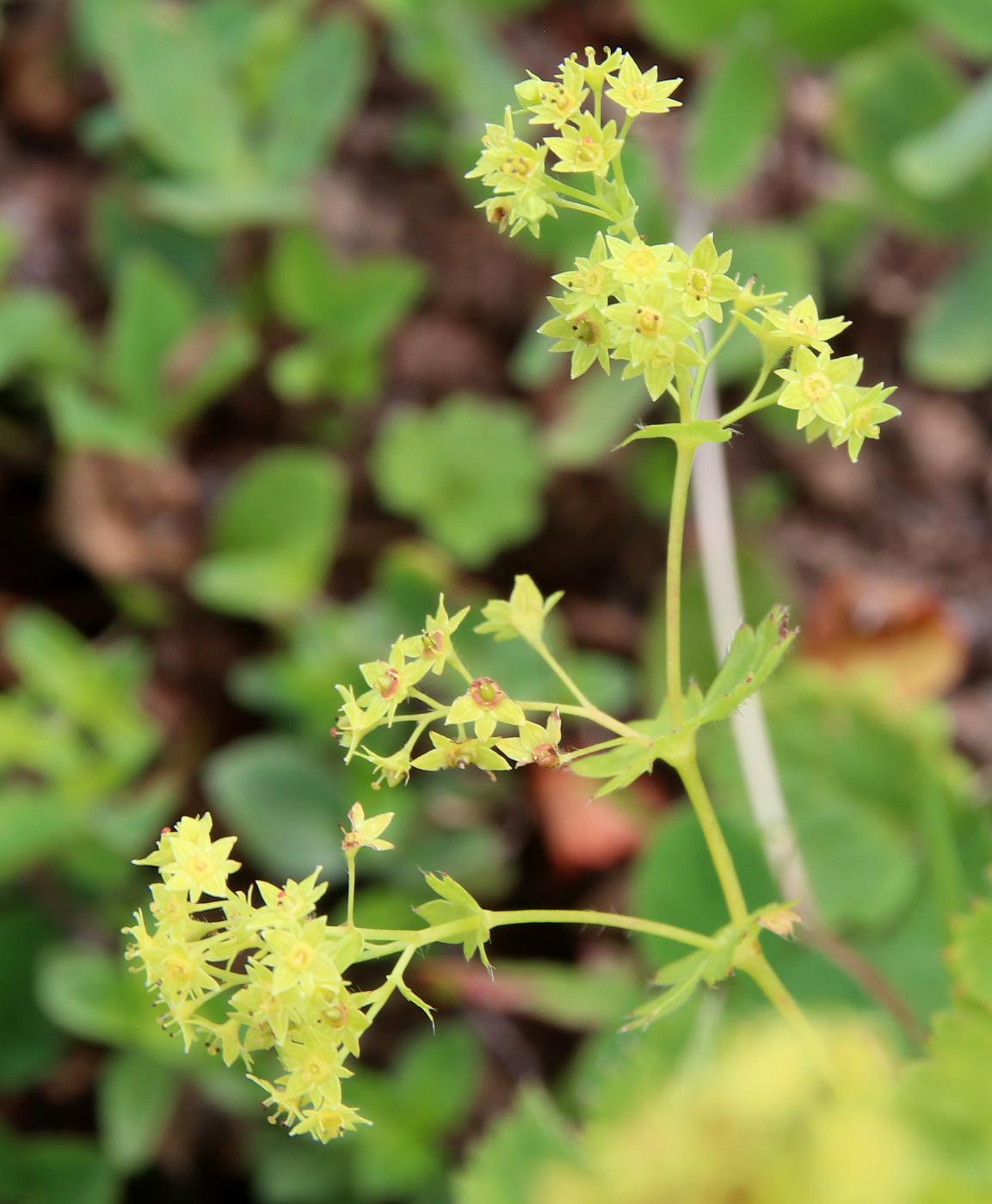 Image of Alchemilla valdehirsuta specimen.