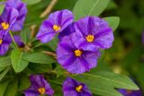 Lycianthes rantonnetii