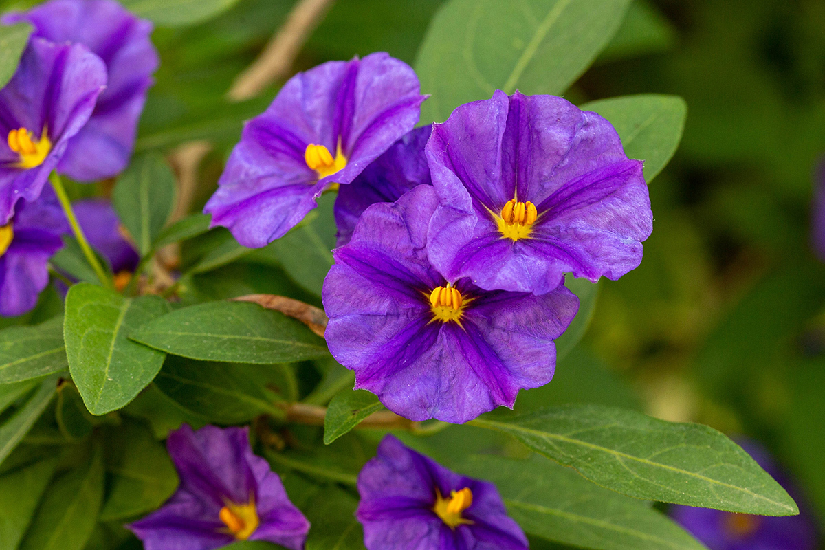 Image of Lycianthes rantonnetii specimen.