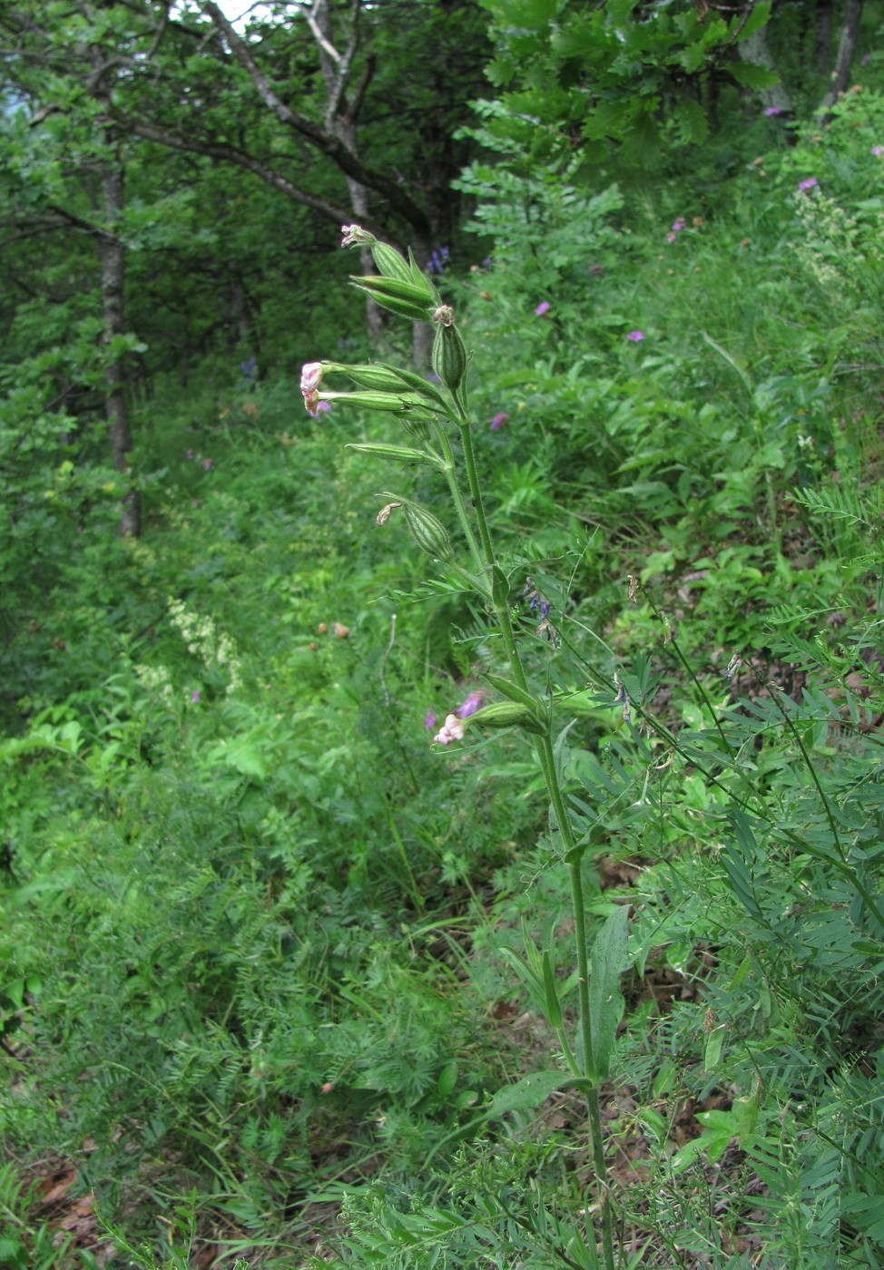 Image of Silene noctiflora specimen.