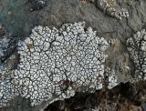 Aspicilia caesiocinerea