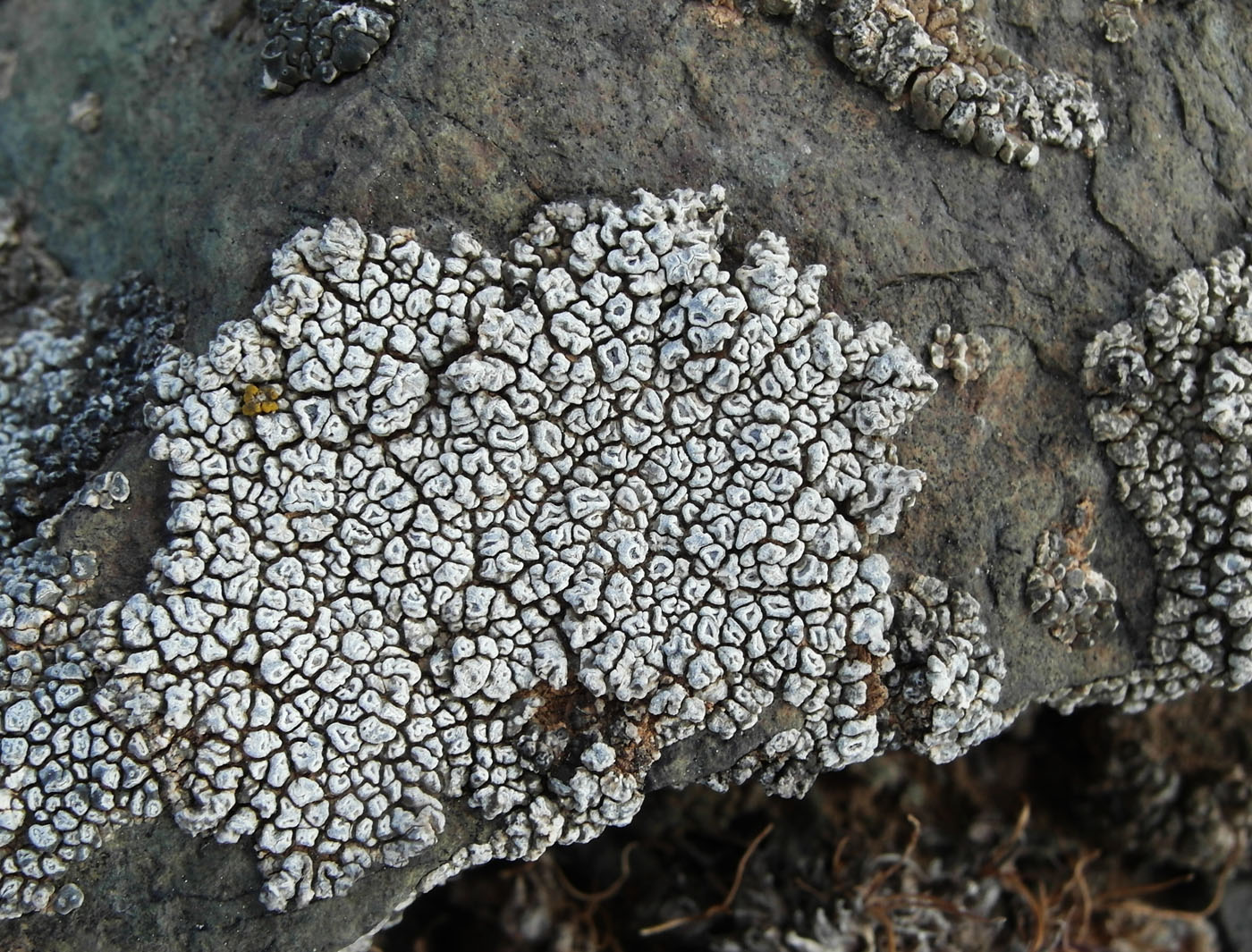 Изображение особи Aspicilia caesiocinerea.