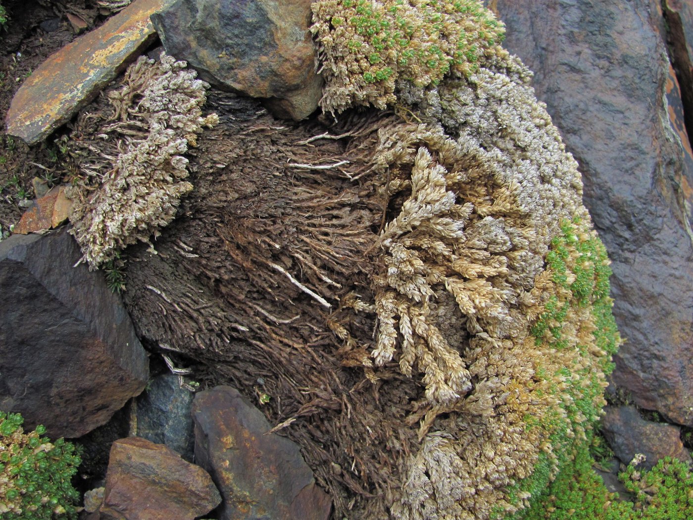 Image of Minuartia brotheriana specimen.