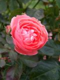 Rosa floribunda. Цветок ('Waikiki'). Санкт-Петербург, Ботанический сад БИН РАН, в культуре. 24.09.2015.