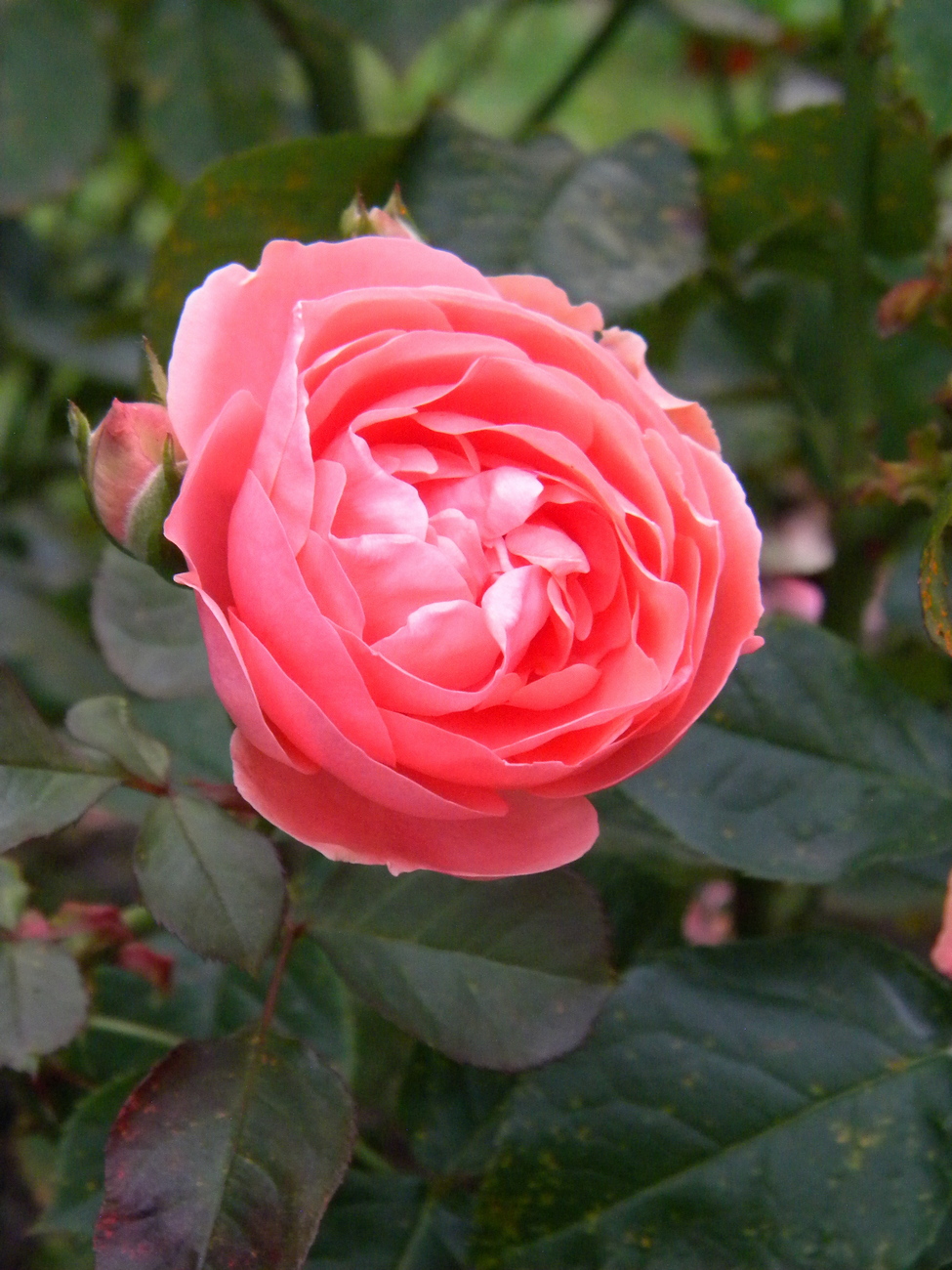 Image of Rosa floribunda specimen.