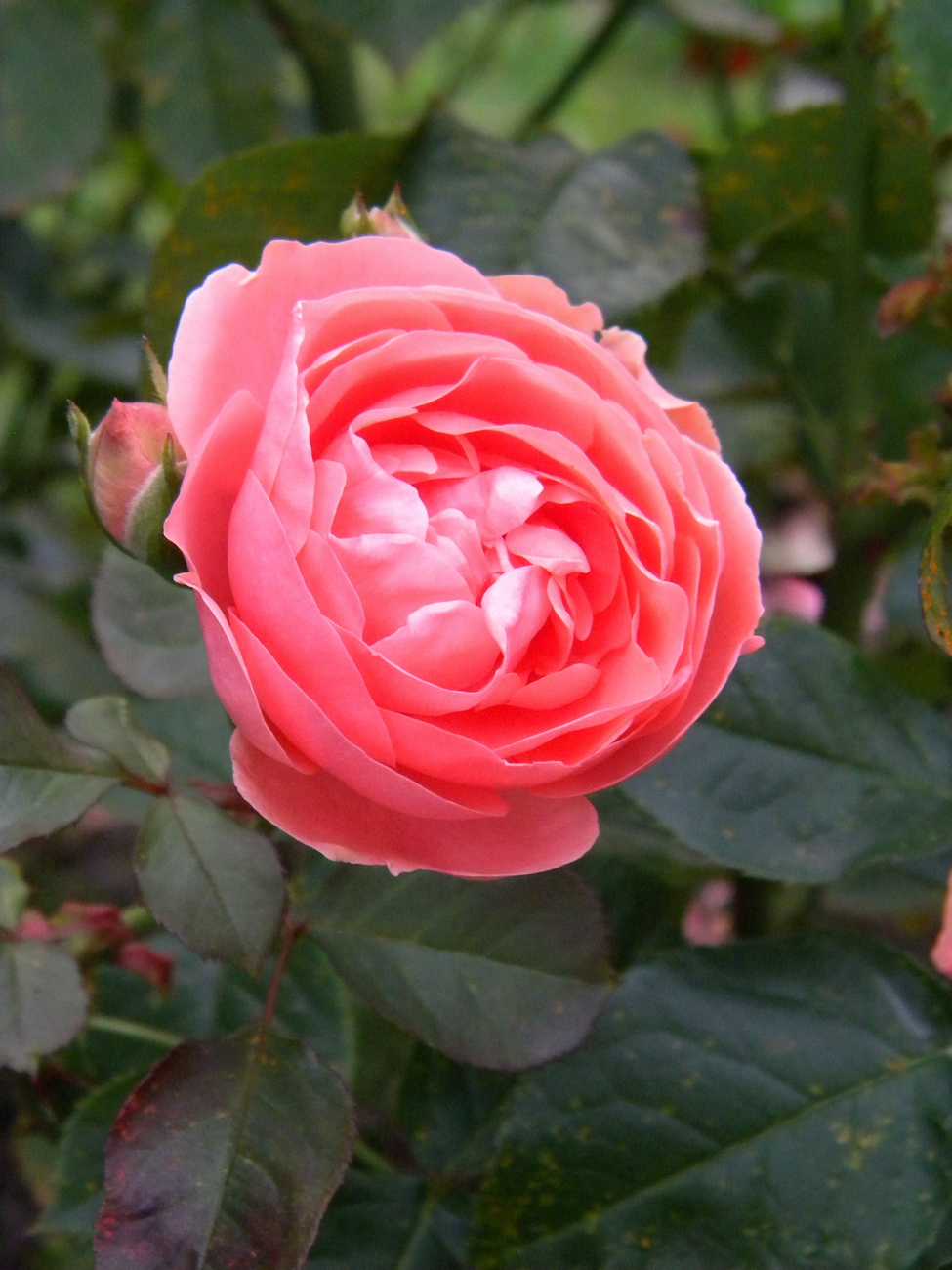 Изображение особи Rosa floribunda.