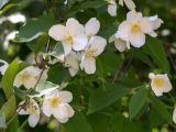 genus Philadelphus. Соцветия и листья. Абхазия, г. Сухум, Сухумский ботанический сад, в культуре. 14.05.2021.