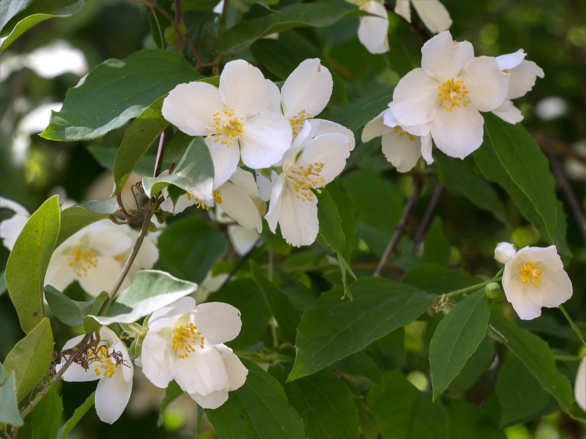 Image of genus Philadelphus specimen.