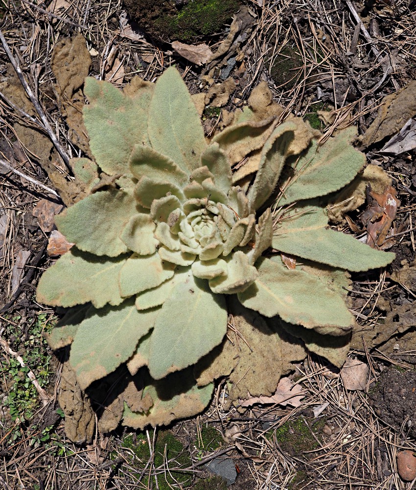 Image of Verbascum thapsus specimen.