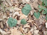 Cyclamen hederifolium