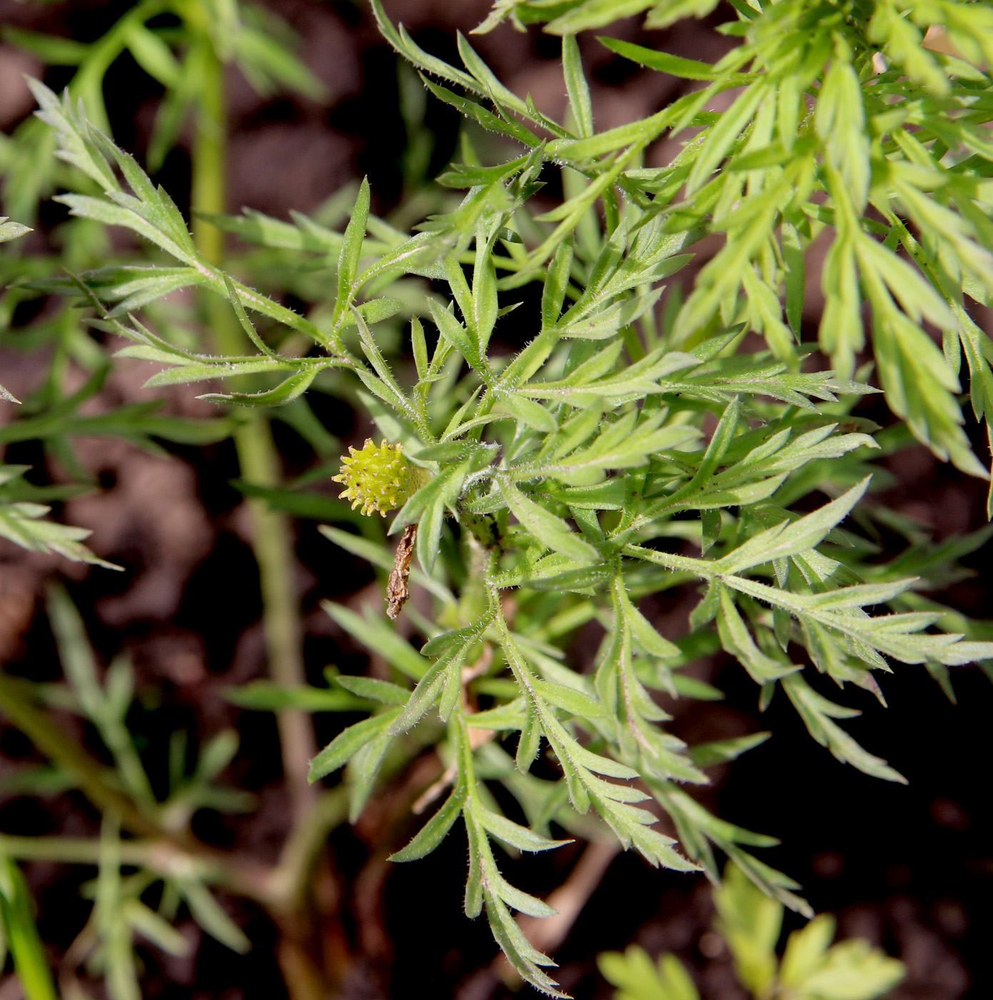 Image of Adonis volgensis specimen.