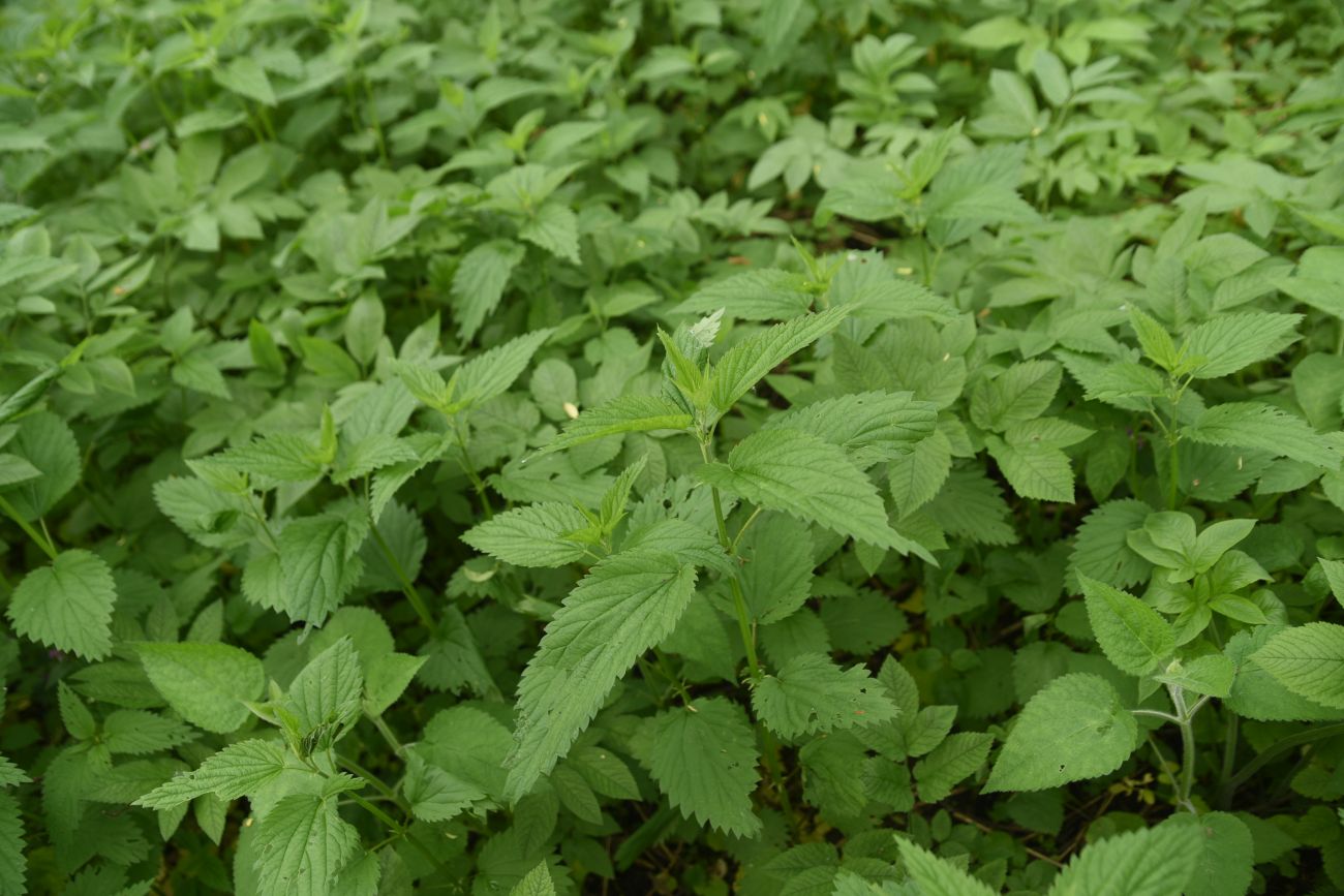 Image of Urtica dioica specimen.