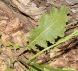 Verbascum tripolitanum