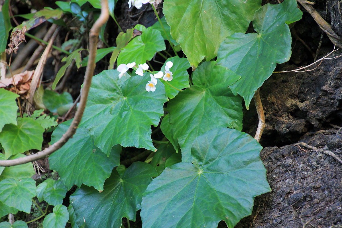 Image of genus Begonia specimen.