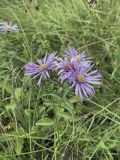familia Asteraceae