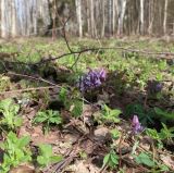 Corydalis solida