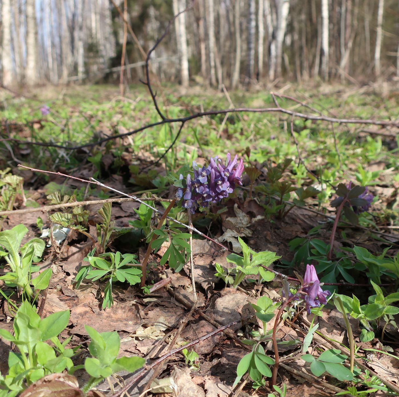 Image of Corydalis solida specimen.