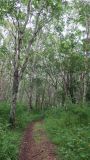 Betula ermanii. Растения в монодоминантном лесу (с примесью Betula platyphylla). Камчатский край, Елизовский р-н, долина реки Авача, склон сопки. 03.08.2022.