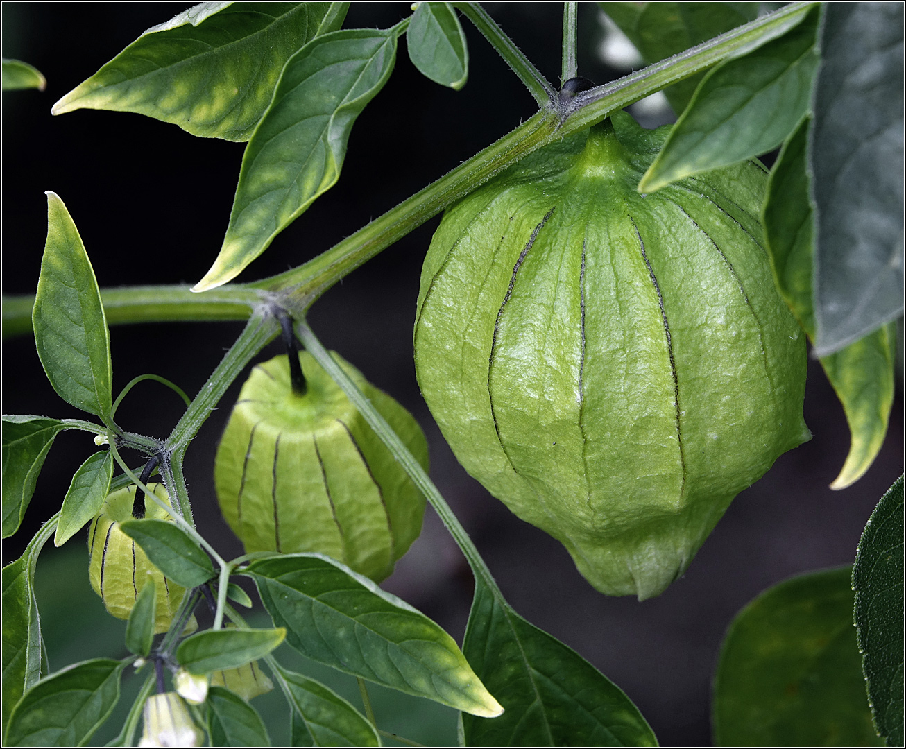 Image of genus Physalis specimen.