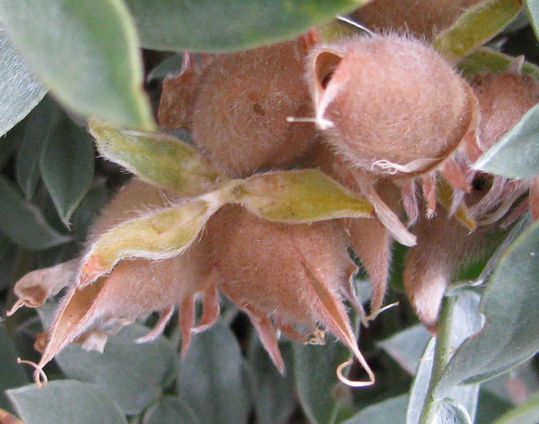 Image of Oxytropis popoviana specimen.