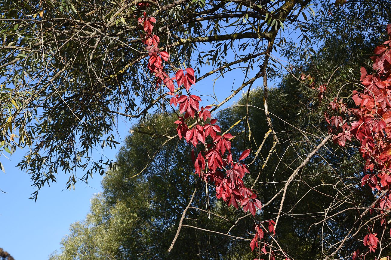 Изображение особи Parthenocissus quinquefolia.