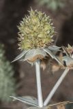 Eryngium maritimum