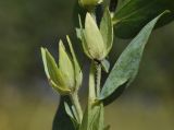Cerinthe minor