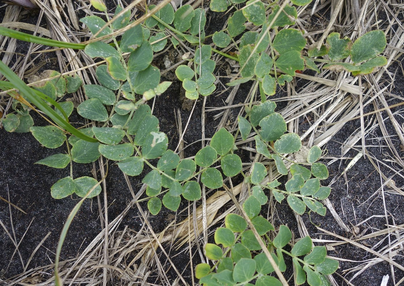 Изображение особи Lathyrus japonicus.