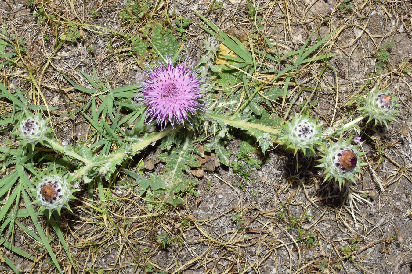 Изображение особи Cousinia microcarpa.