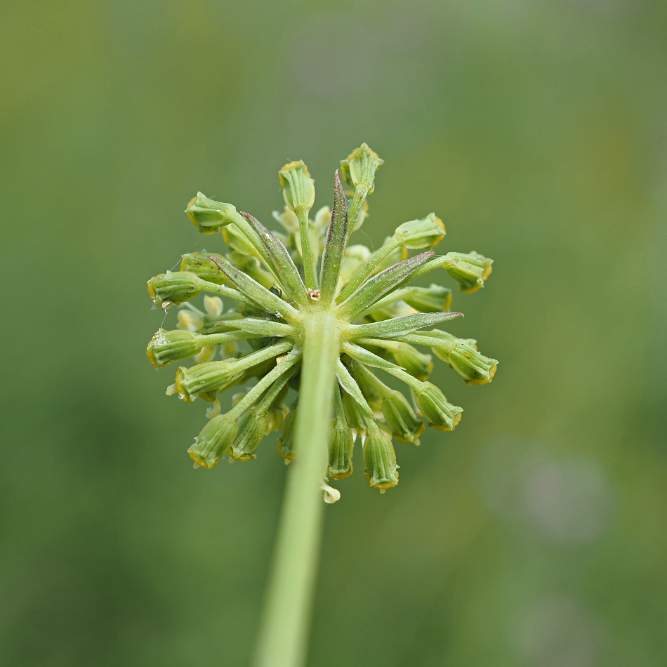 Image of Xanthoselinum alsaticum specimen.