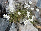 Minuartia verna