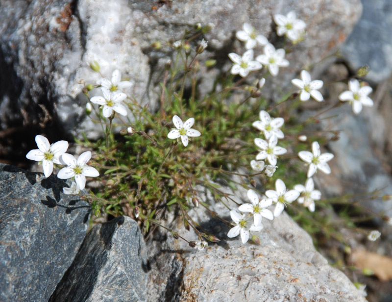 Image of Minuartia verna specimen.