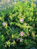 Astragalus subpolaris