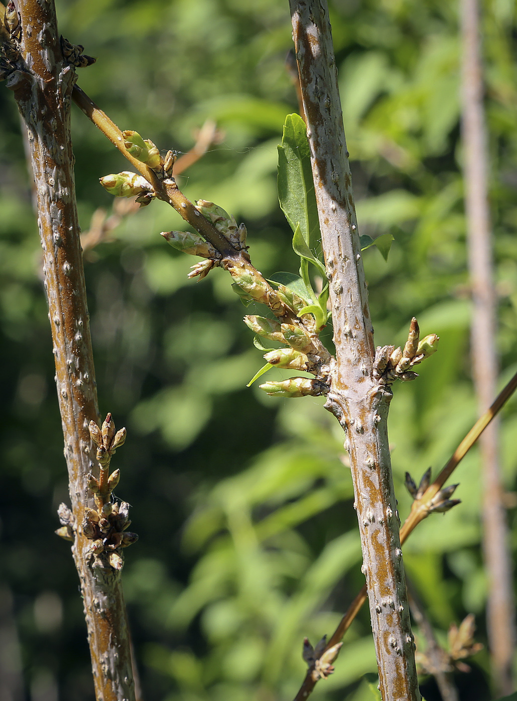 Изображение особи Forsythia giraldiana.