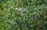 Mespilus germanica. Ветви плодоносящего дерева. Чечня, Шатойский р-н, Нихалойские водопады, широколиственный лес. 26.07.2022.