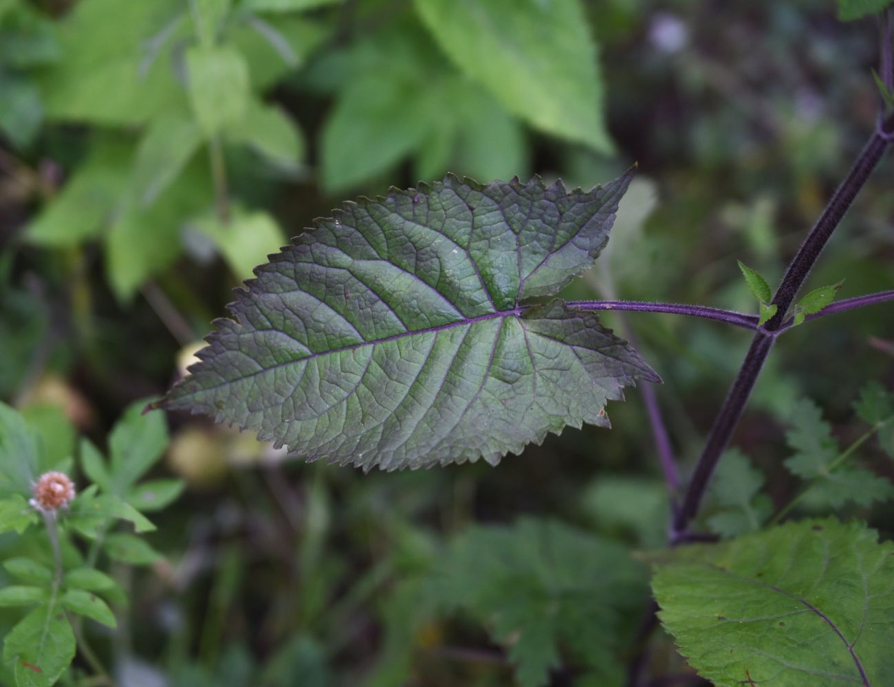 Image of Salvia glutinosa specimen.