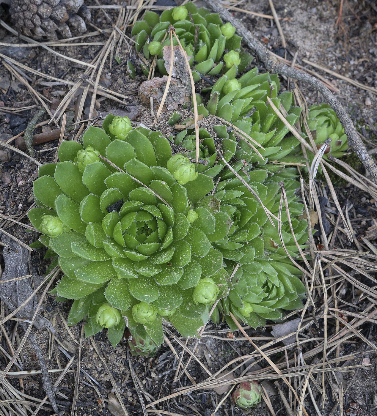 Изображение особи Jovibarba globifera.