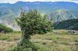 Juniperus oblonga