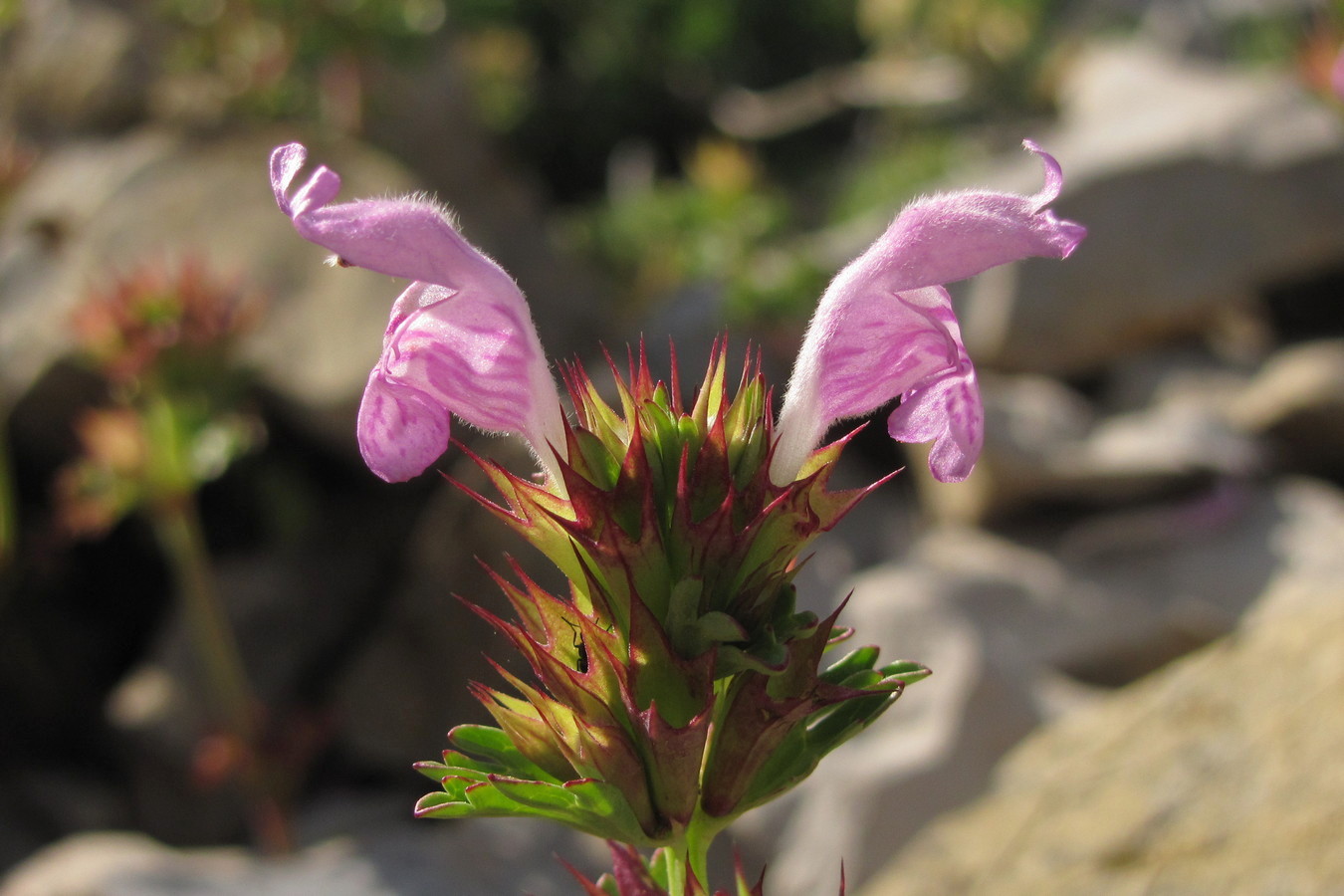 Image of Lamium glaberrimum specimen.