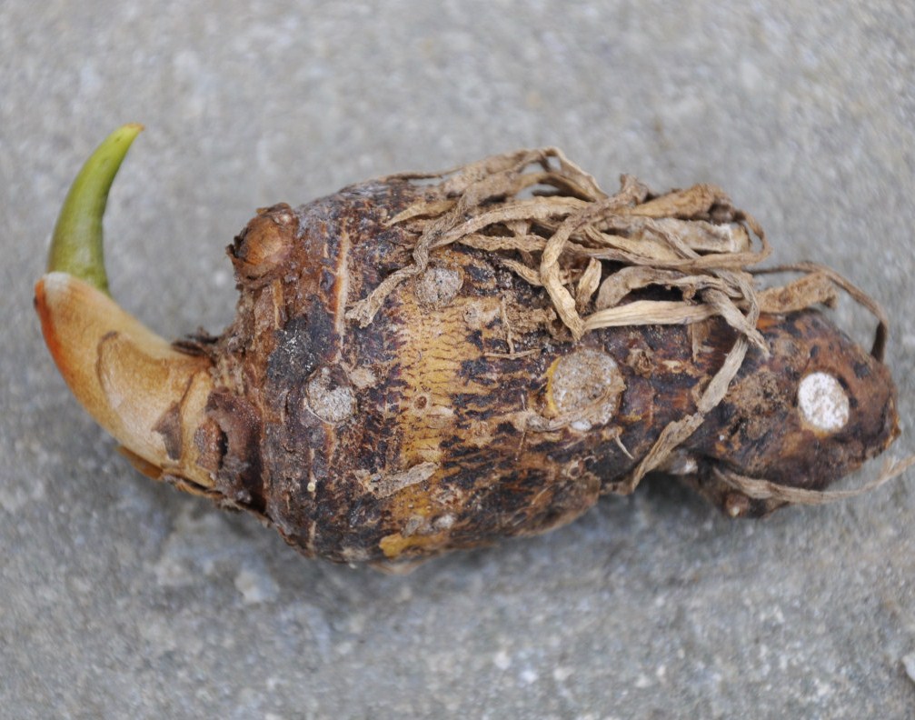 Изображение особи Zantedeschia aethiopica.