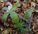 Ajuga laxmannii