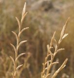 Elytrigia obtusiflora