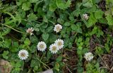 Trifolium repens