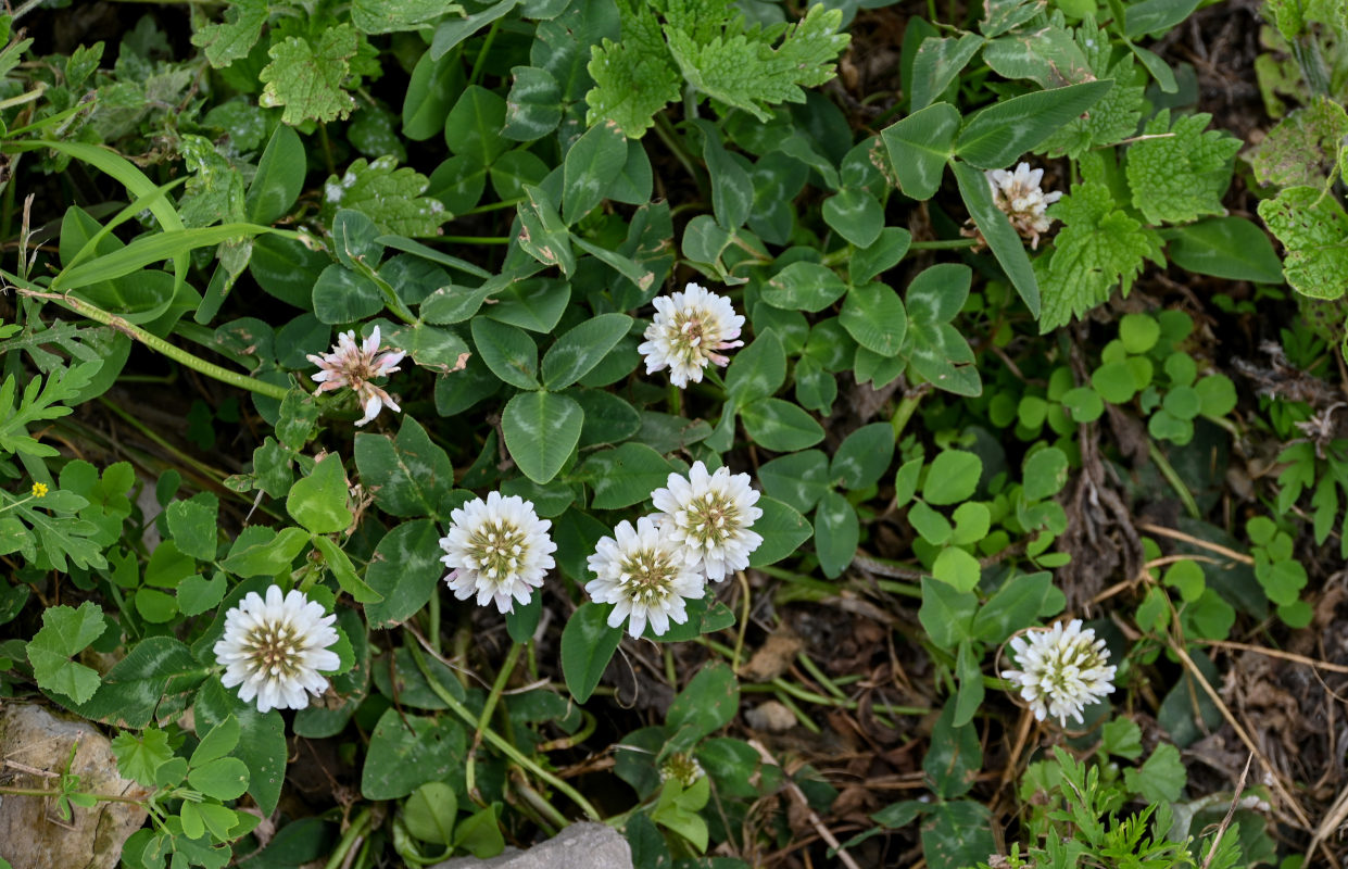 Изображение особи Trifolium repens.