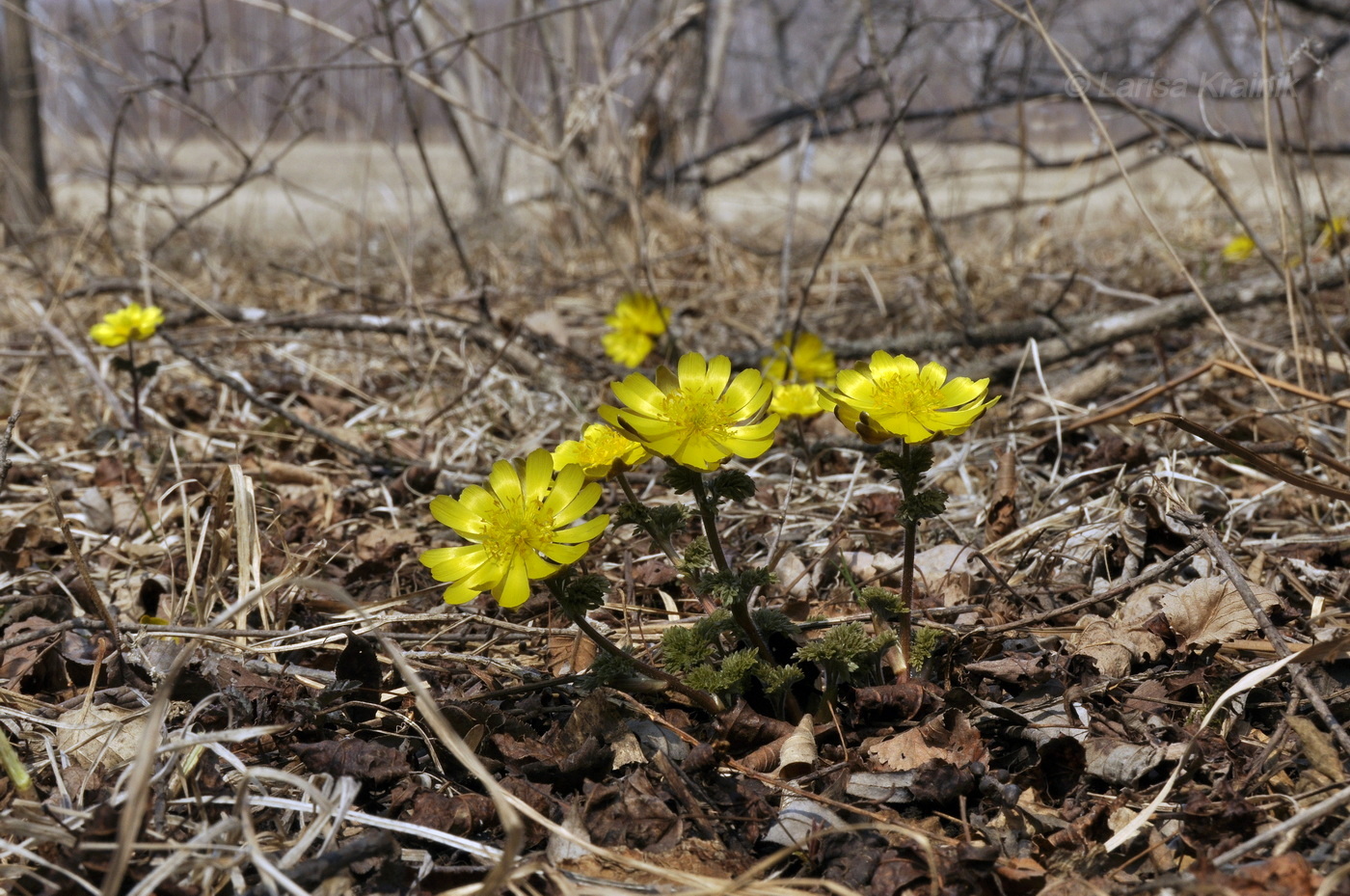 Image of Adonis amurensis specimen.
