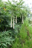 Wisteria sinensis. Побеги с плодами, справа - Platycladus orientalis. Болгария, Бургасская обл., село Оризаре, в культуре. 14.09.2021.